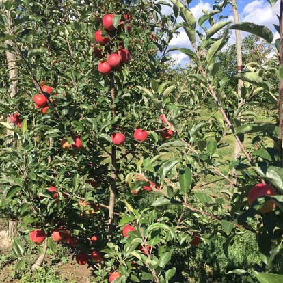 Red apples ripening on the tree