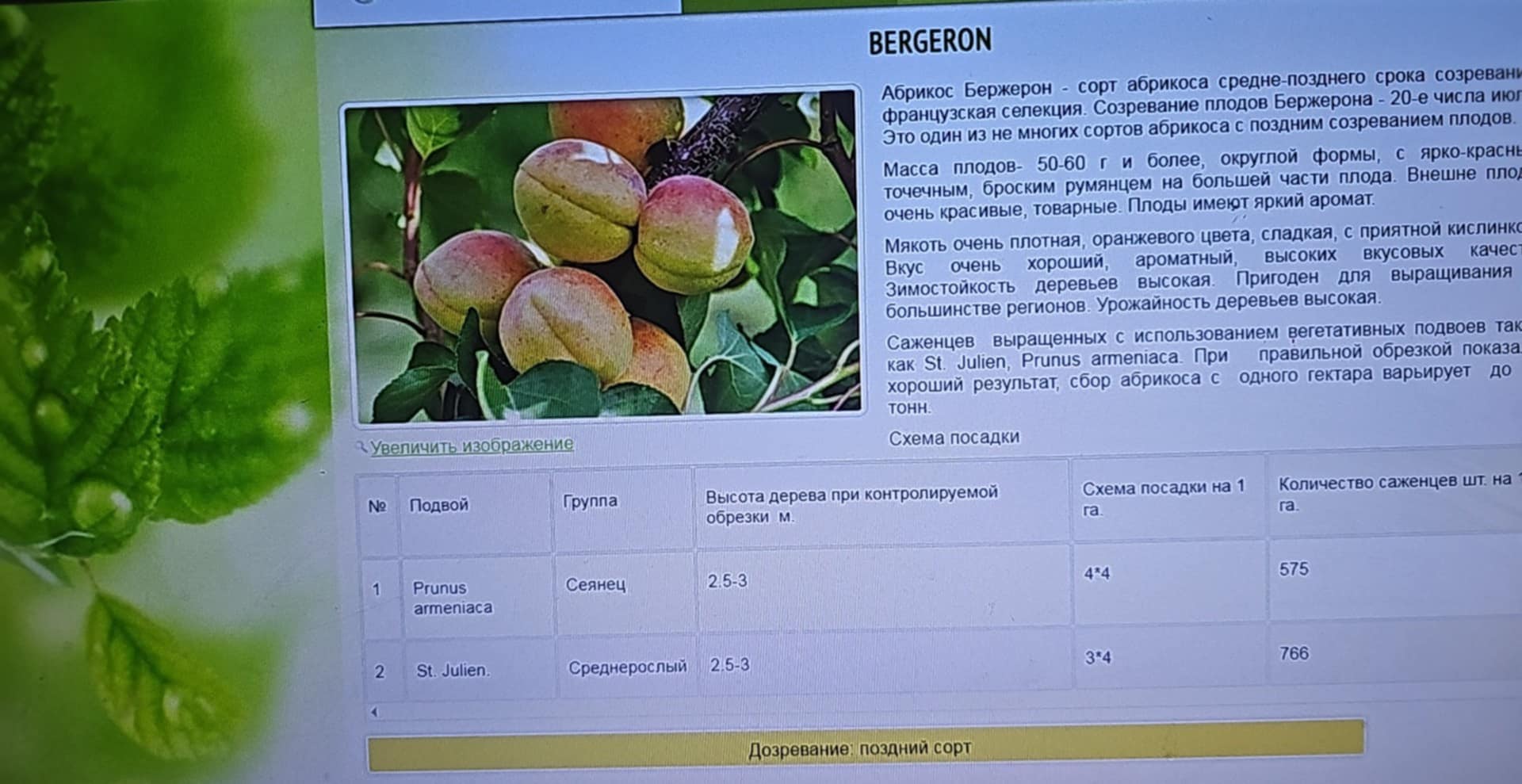 Bergeron — Apricot
