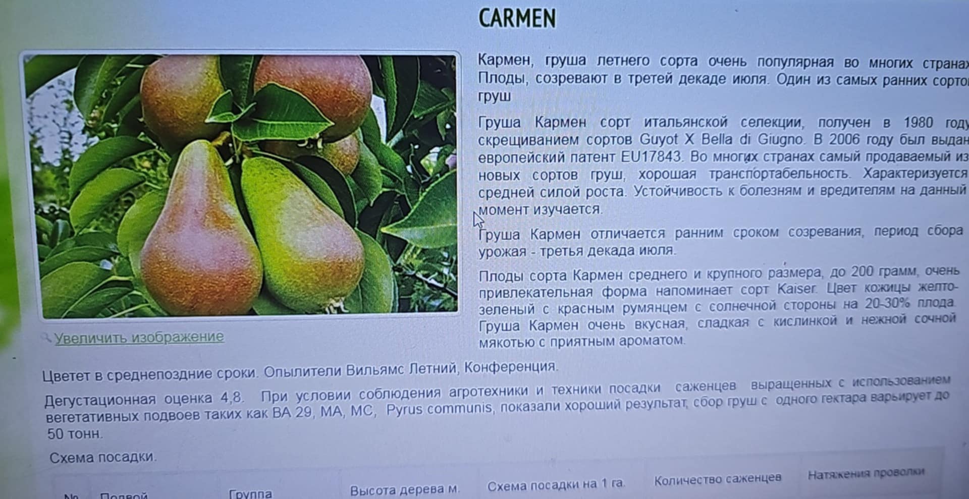 Carmen — Pear