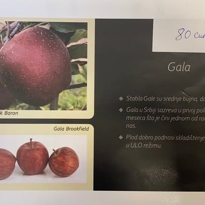 Gala