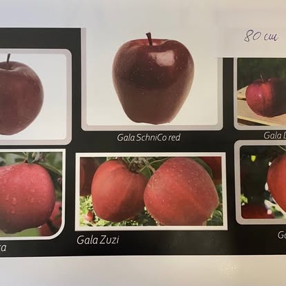 Gala varieties
