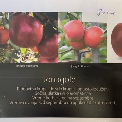 Jonagold