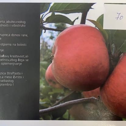 Red apple