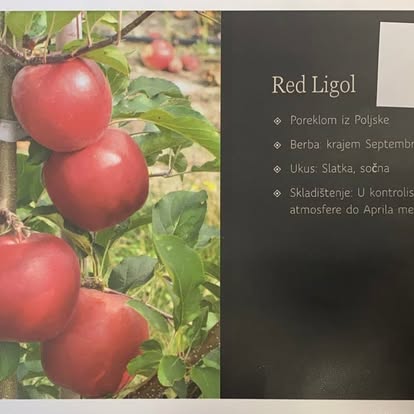Ligol