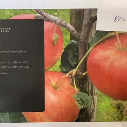 Summer apple