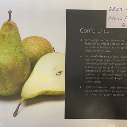 Conference