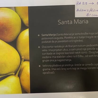 Santa Maria