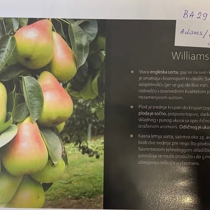 Williams