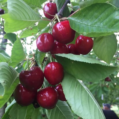 Cherries ripening on the branch