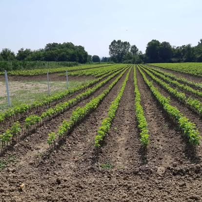 Rows of young seedlings in the nursery field