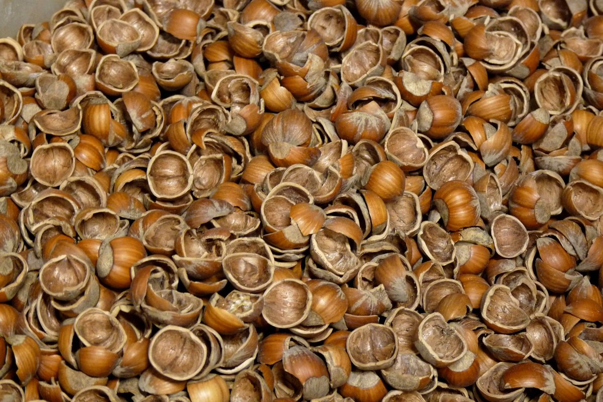 Hazelnut shells