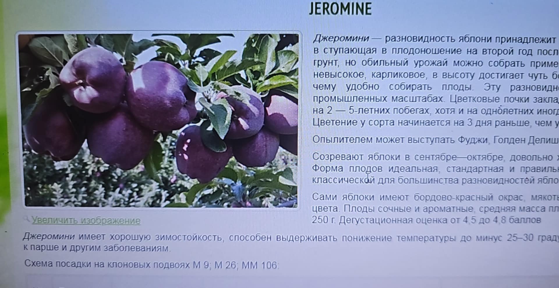 Jeromine — Apple