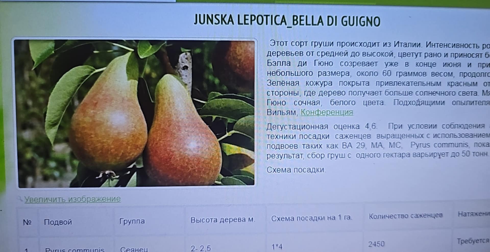 Junska Lepotica — Pear