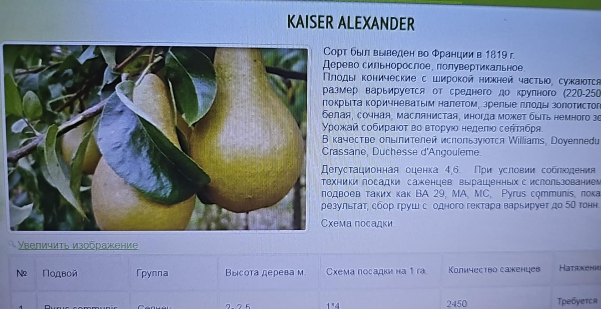 Kaiser Alexander — Pear