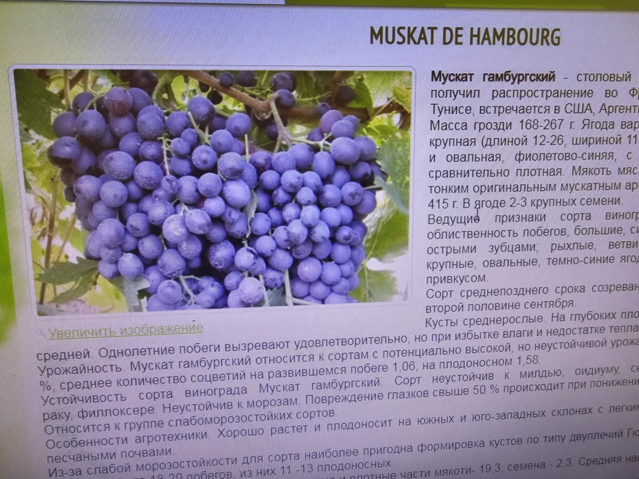 Muscat de Hambourg — Grape