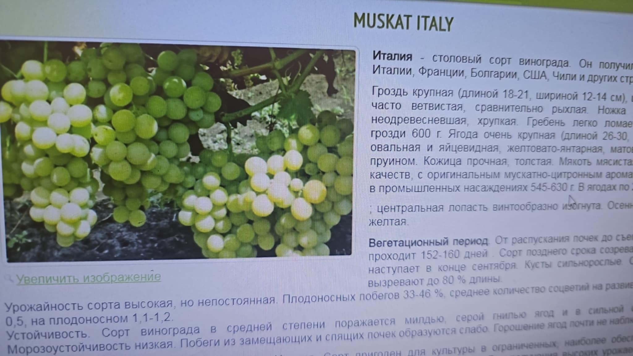 Muscat Italia — Grape
