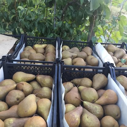 A pear harvest in crates