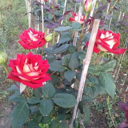 Red garden roses in bloom