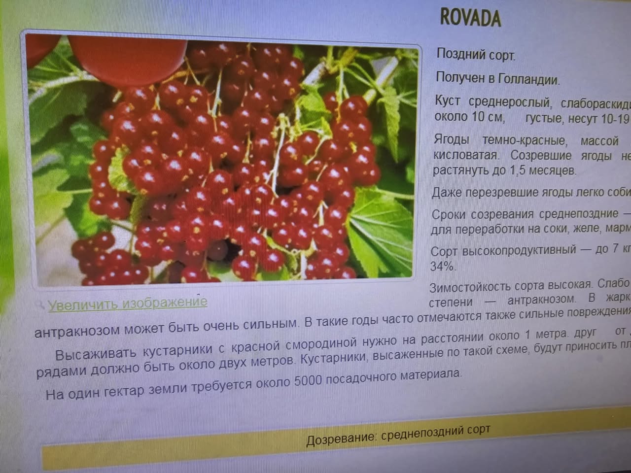 Rovada — Red currant