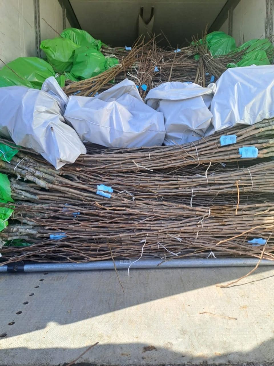 Seedling bundles loaded onto a truck