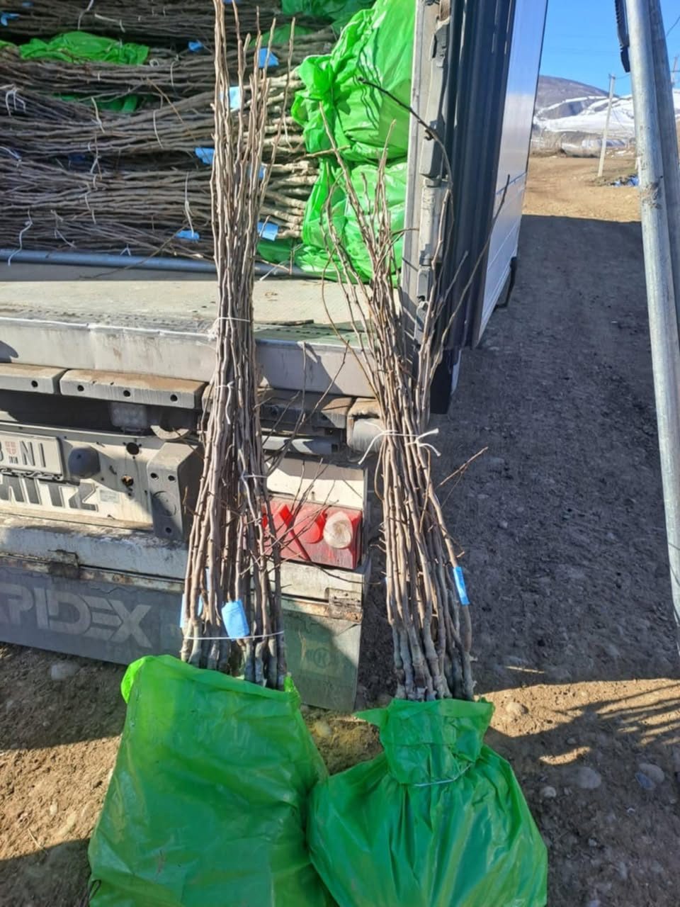 Bundles of seedlings ready for delivery