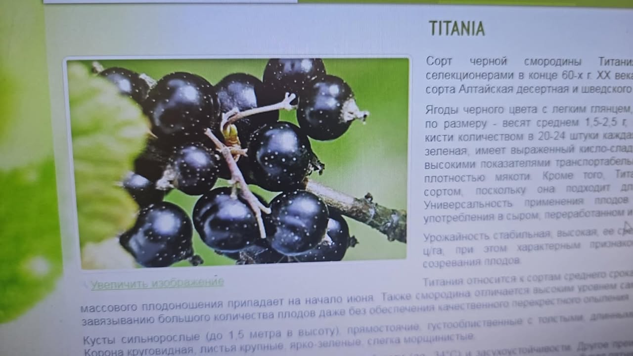 Titania — Black currant