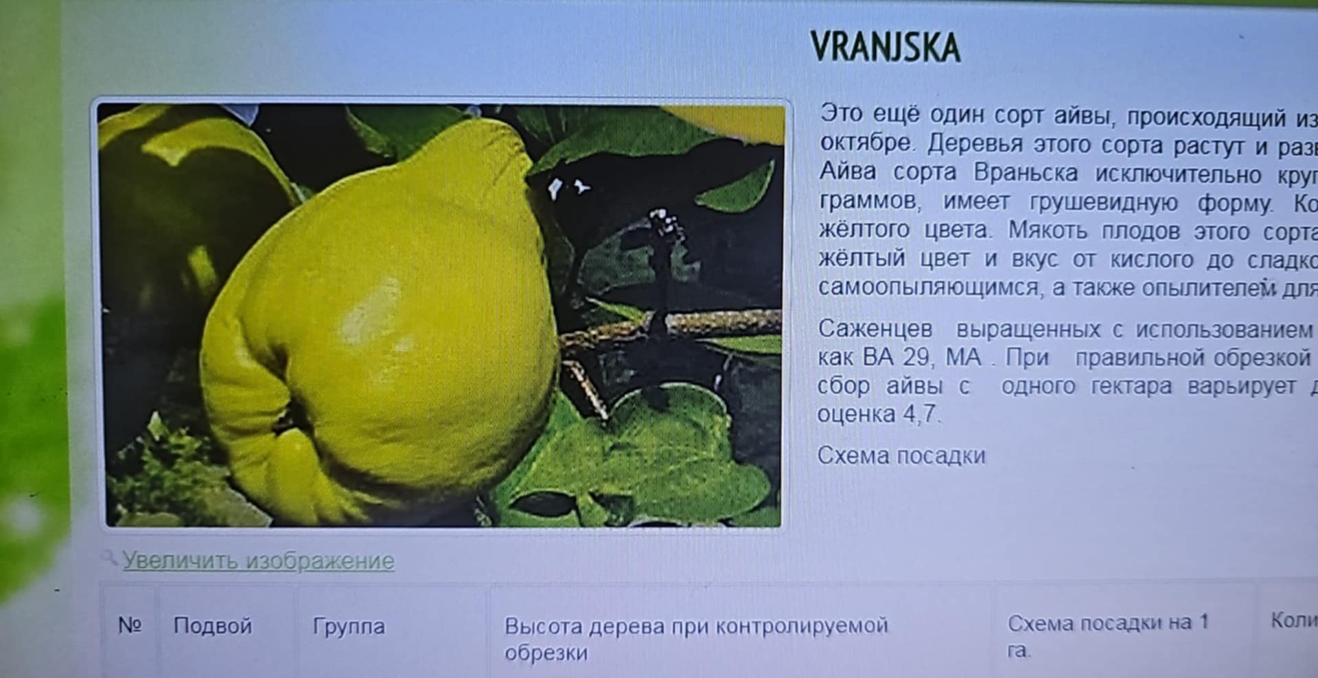 Vranjska — Quince